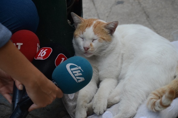 Bu Kedi Bursa'da Fenomen Oldu